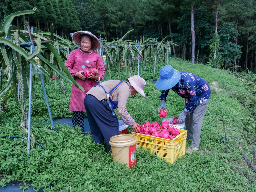 村民在采摘火龙果。