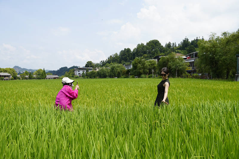 游客在音寨田园间拍照。