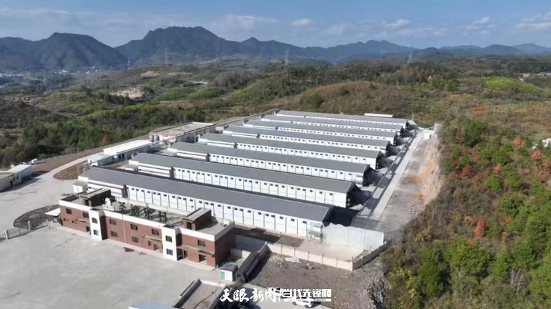 盘信镇20万套蛋种鸡场。