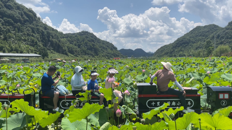 十裡荷廊非你莫“暑”田園畫卷“荷”你相約。