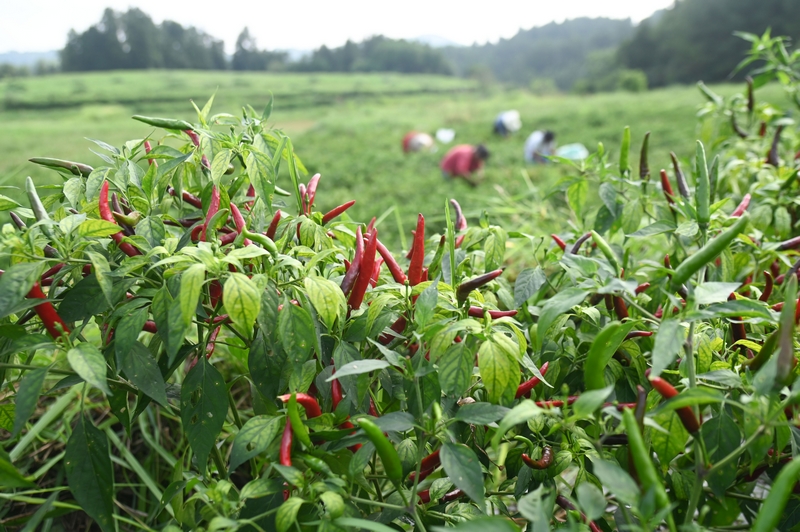 8月6日，村民在松桃苗族自治县黄板镇前丰村采摘辣椒。 