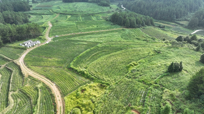 8月6日，村民在松桃苗族自治县黄板镇前丰村采摘辣椒。