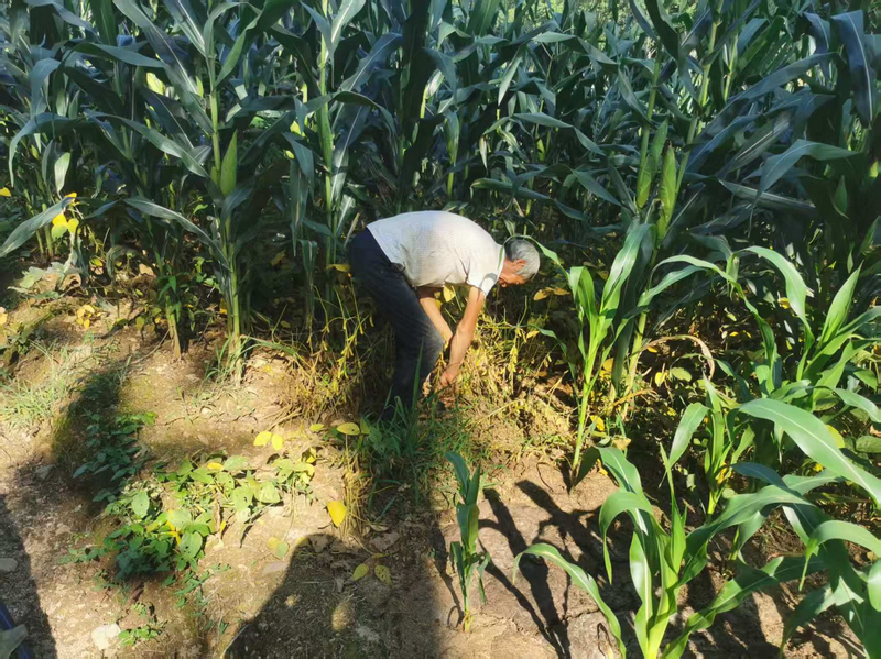 村民正在给庄家除草。