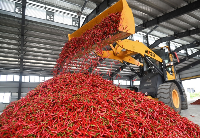 8月6日，村民在松桃苗族自治县太平营街道辣椒加工厂里忙碌。