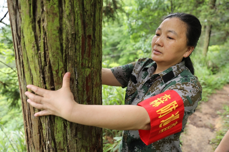 护林队员在查看树木生长情况。