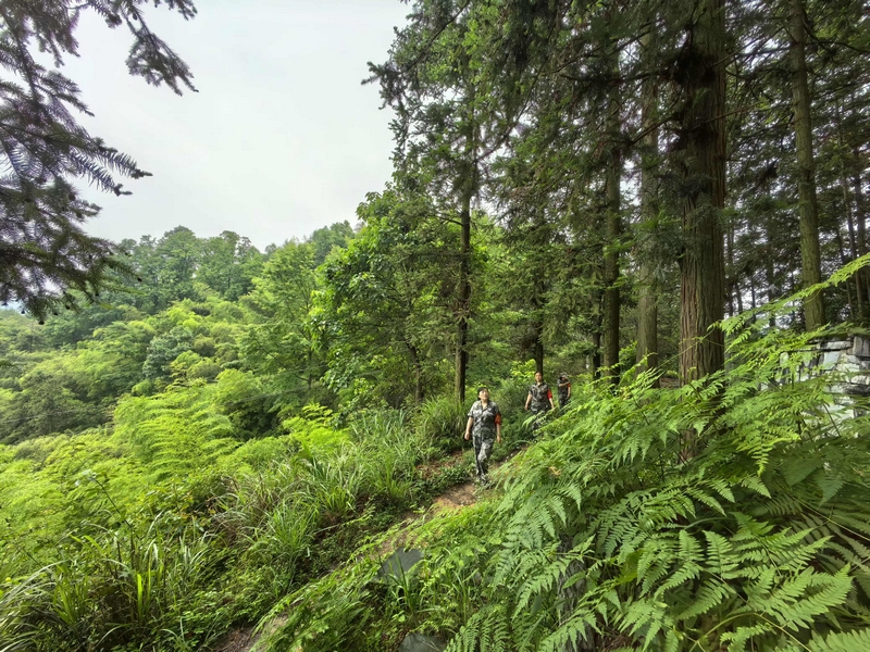 女子护林队员在国有林场巡视。