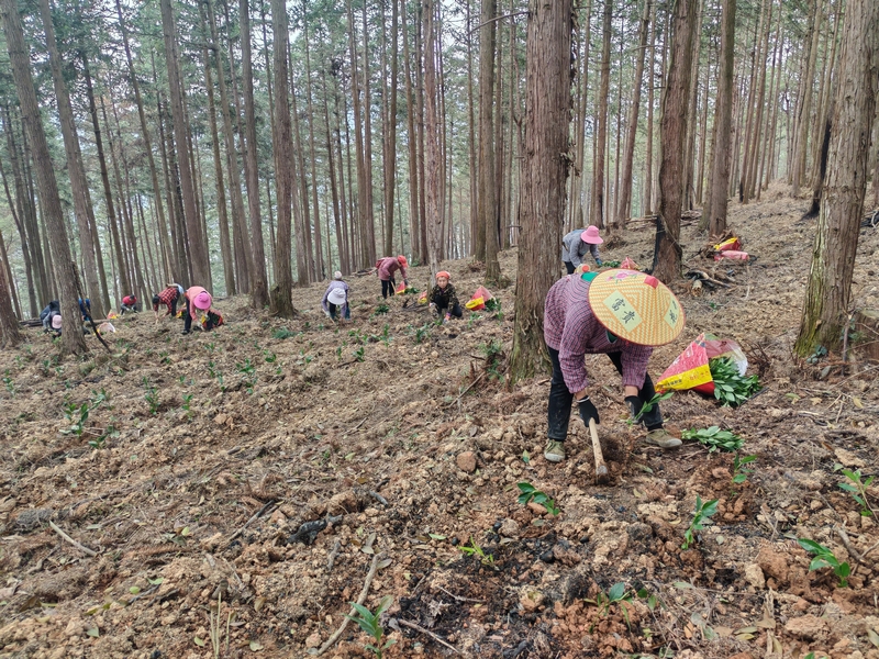 村民们在林场栽植草珊瑚。