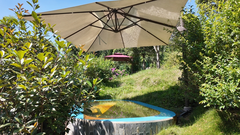 绿植环抱小泉池,藏着夏日清凉意。张川摄