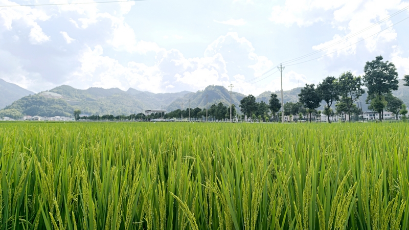 鬆桃烏羅鎮：田疇沃野展新姿 萬畝機械新“稻”路。