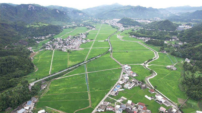 鬆桃烏羅鎮：田疇沃野展新姿 萬畝機械新“稻”路。