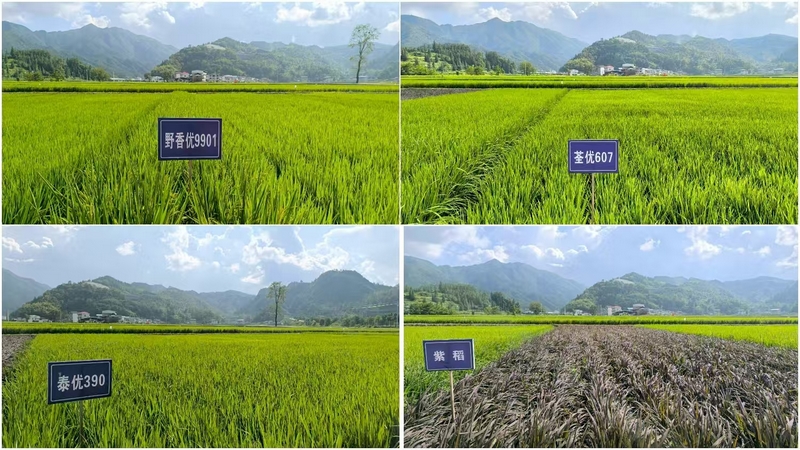 鬆桃烏羅鎮：田疇沃野展新姿 萬畝機械新“稻”路。