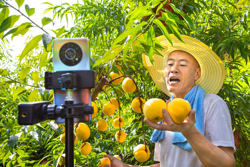 村民在貴州省黔西市洪水鎮官庄村豐月谷水果種植基地直播銷售黃桃。