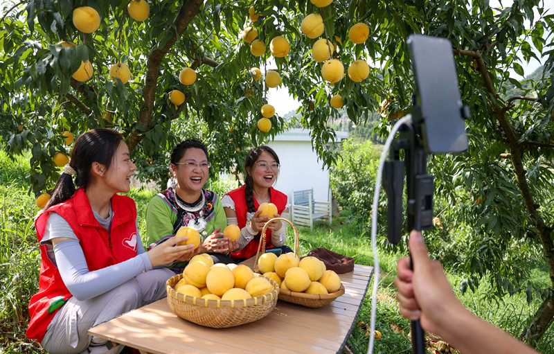 青年志愿者正在通过直播推销黄桃。 