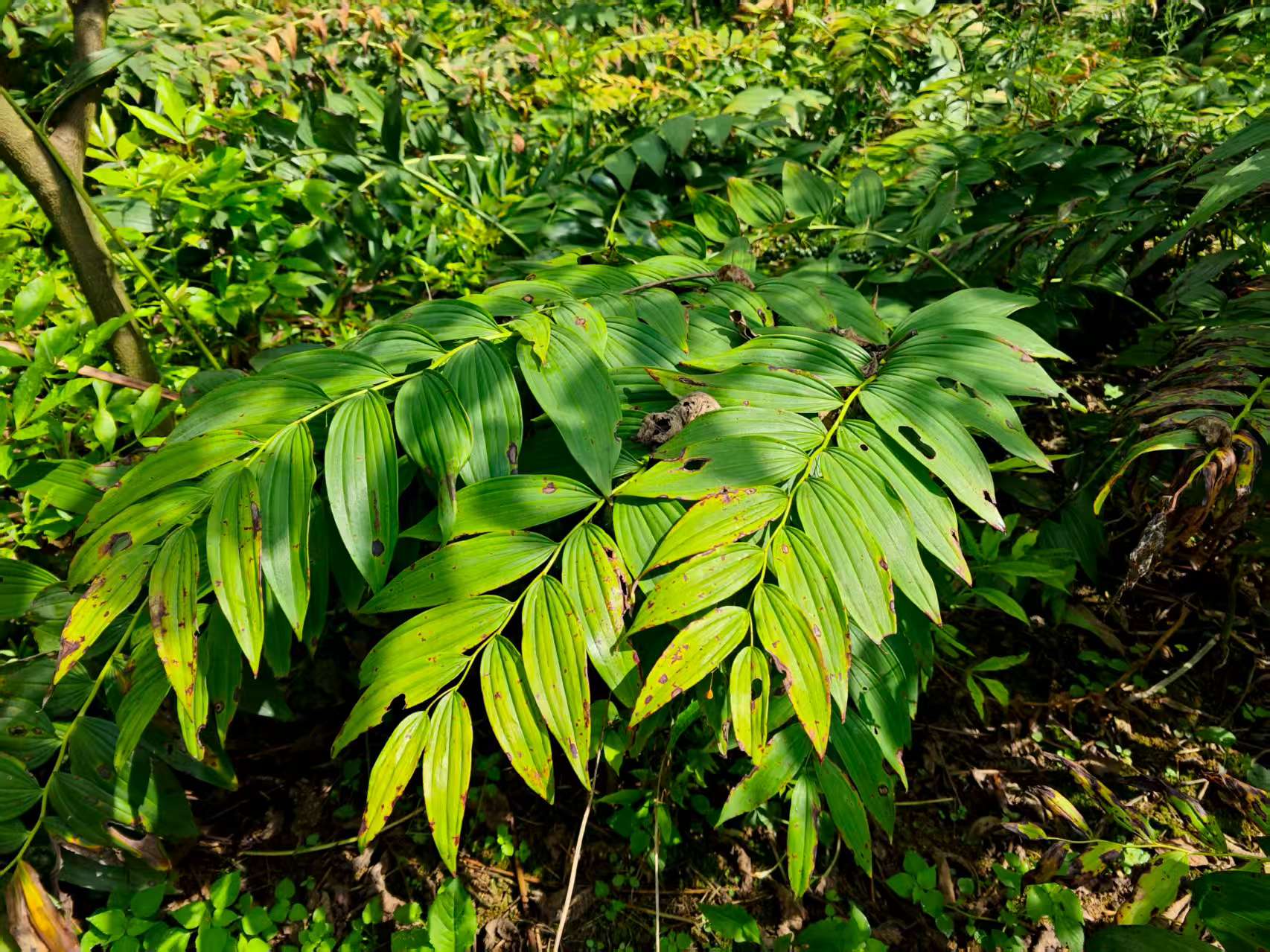 黄精长势喜人。