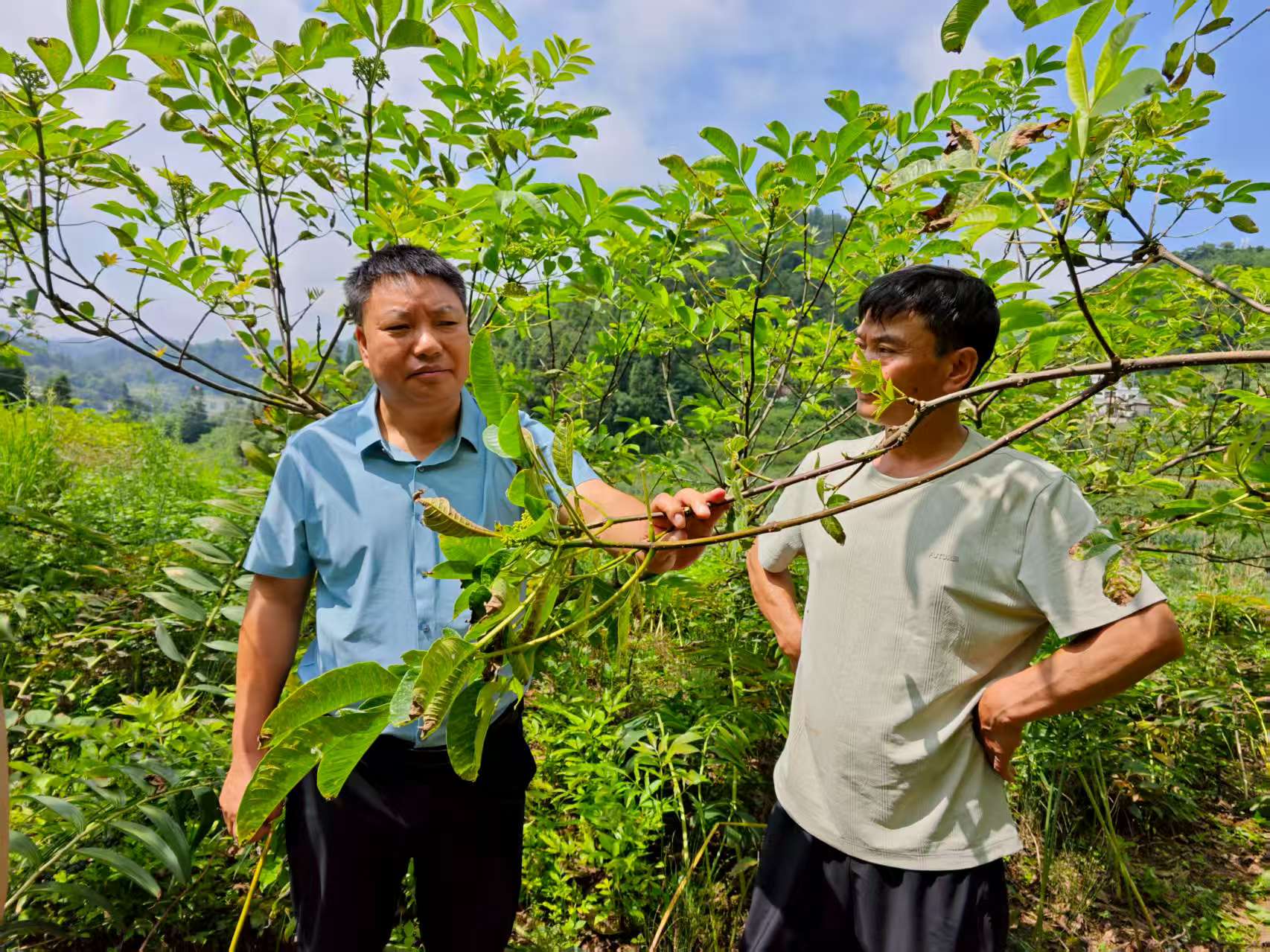 农技人员指导种植户目前黄精的种植技术。