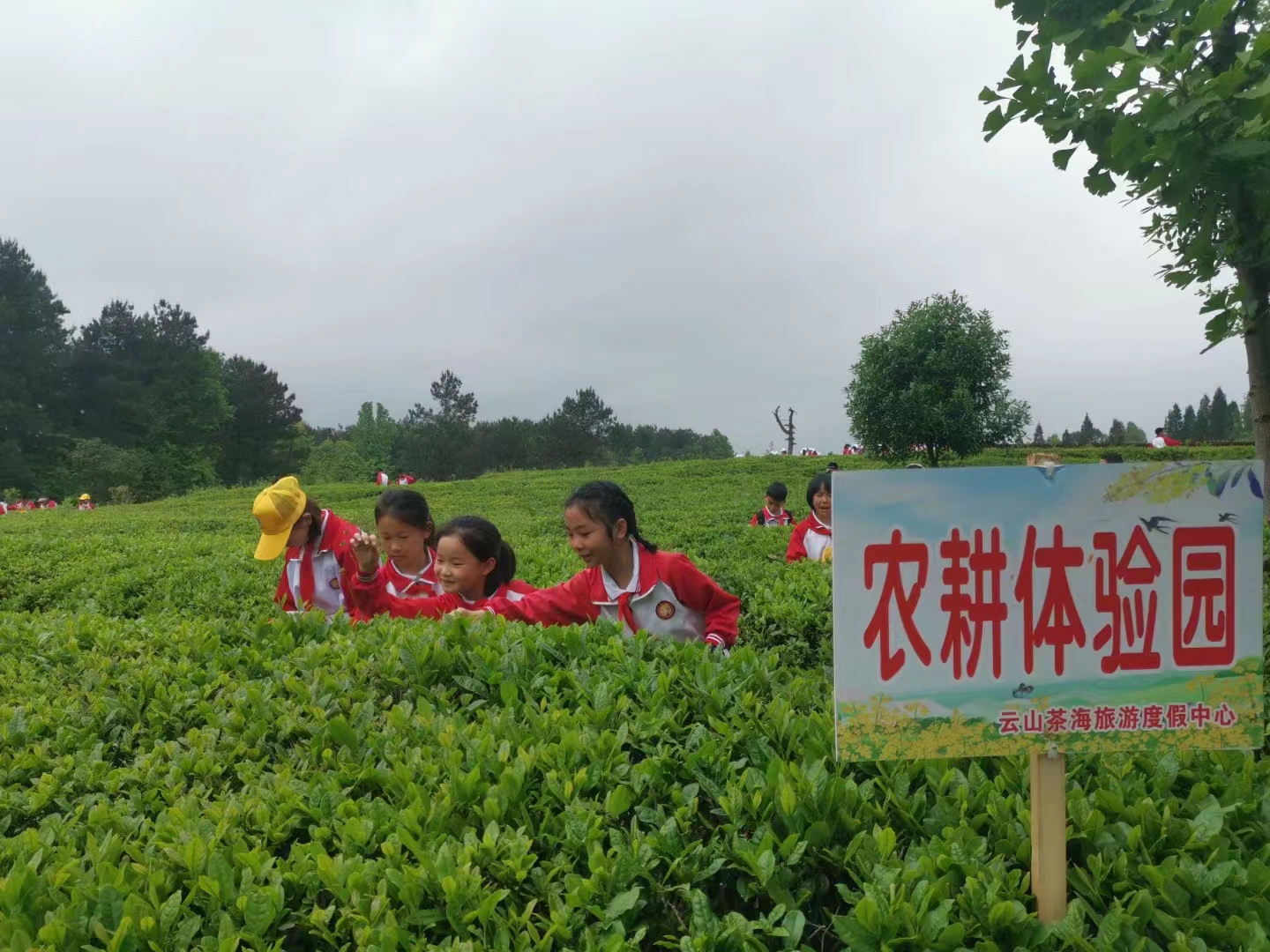 茶体验教学活动。