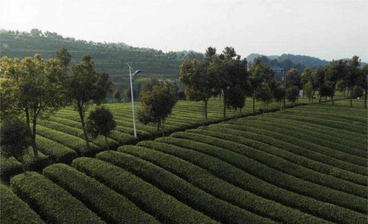 茶叶美景。