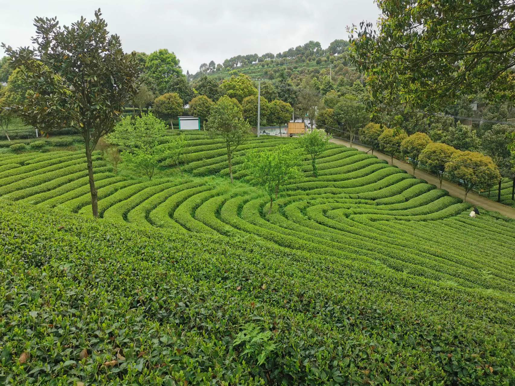 蓝芝茶叶。