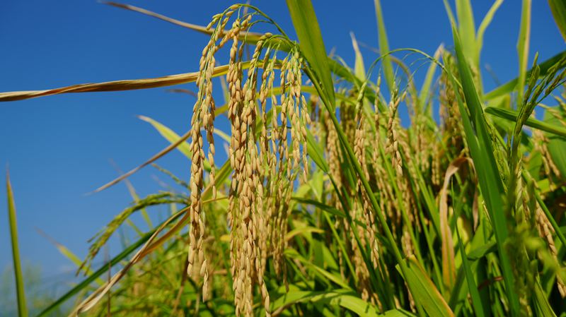 沉甸甸的稻穗。陈敏摄