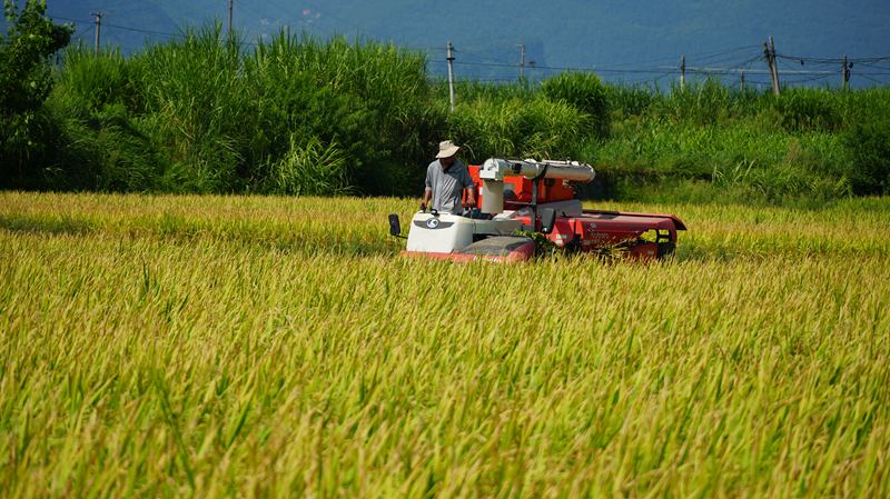 稻穗被收割、脱粒。陈敏摄