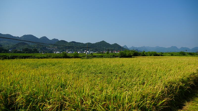 稻田。陈敏摄