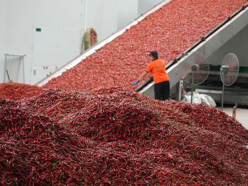 成吨的鲜辣椒陆续送入烘干线。