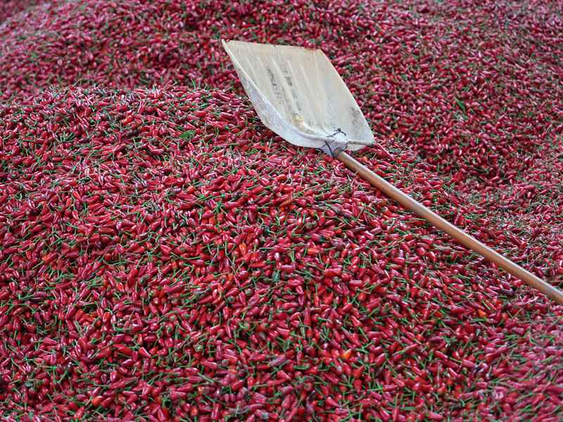 火红的辣椒映红了车间。