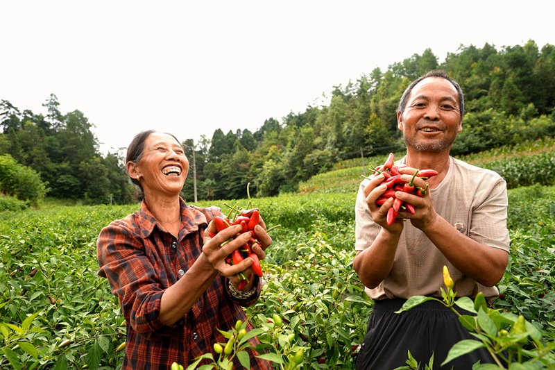 农户的脸上洋溢着丰收的喜悦。