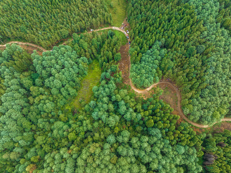 拱攏坪國家級森林公園林下種植基地。
