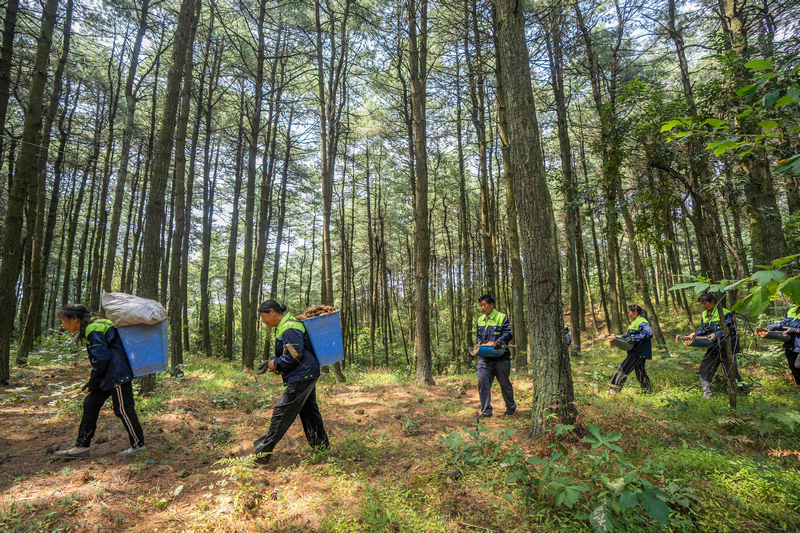 村民正在搬運採收的天麻。