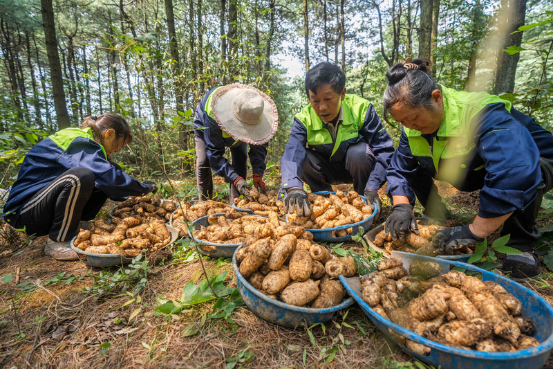 村民正在採收林下天麻。