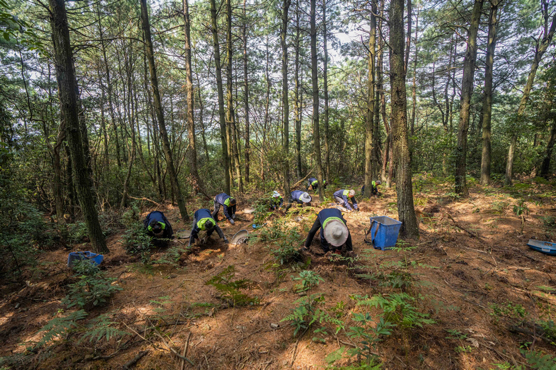 村民正在採收林下天麻。