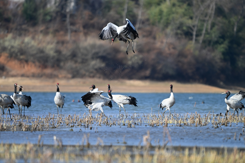 争斗。贵州省林业局供图
