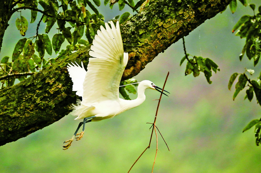 忙着衔枝筑巢的鹭鸟。王玉贵摄