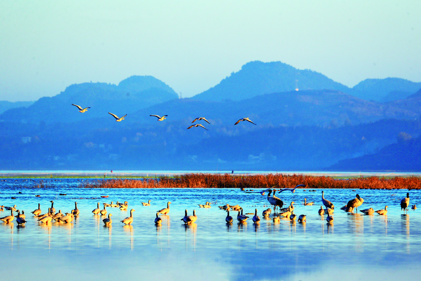 草海国家级保护区鸟类在觅食越冬。沈光勇摄