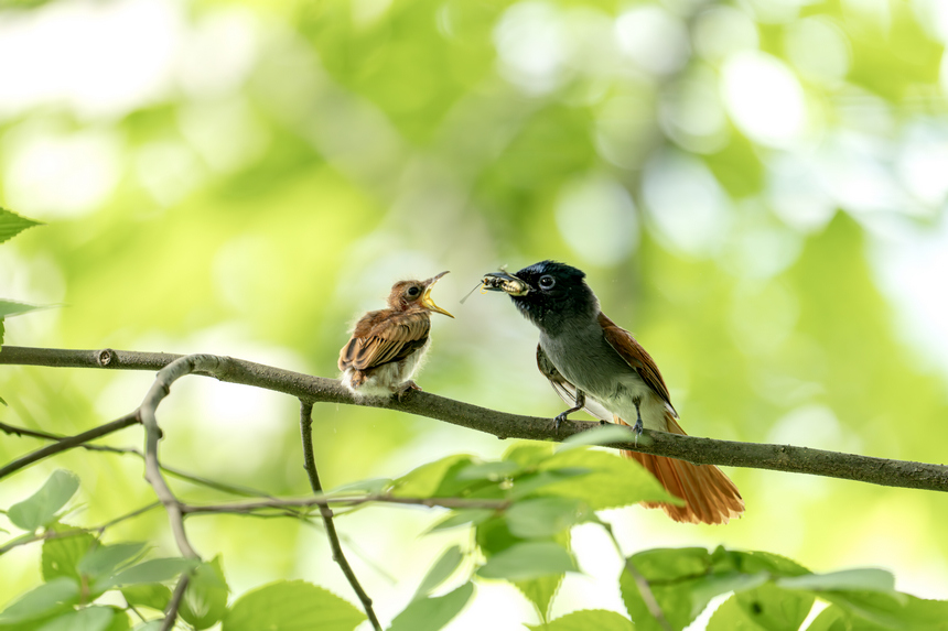 中南寿带鸟。贵州省林业局供图