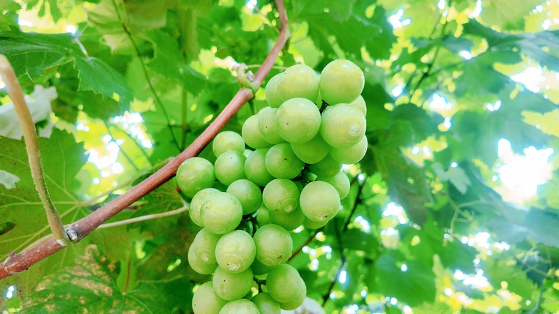 貴州鬆桃:生態葡萄甜蜜上市 串起鄉村振興致富路。