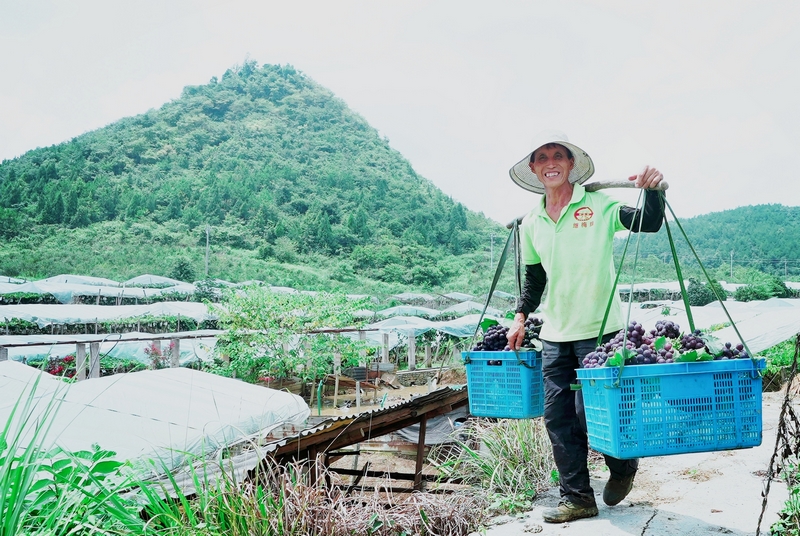 貴州鬆桃:生態葡萄甜蜜上市 串起鄉村振興致富路。