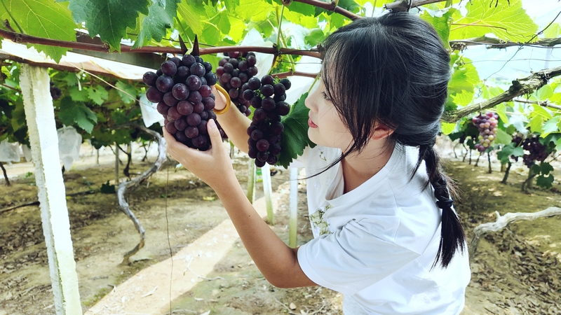 貴州鬆桃:生態葡萄甜蜜上市 串起鄉村振興致富路。