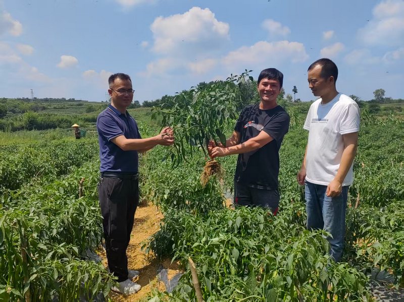 农技人员在贵州省黔西市金碧镇杨家店村的农业科技试验示范基地查看辣椒的收成。