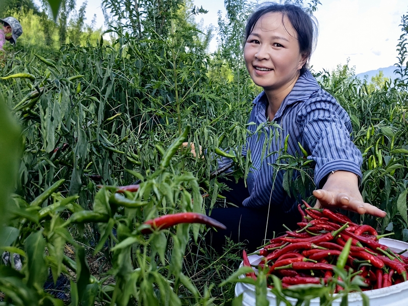 松桃甘龙镇：辣椒大丰收 椒农笑颜开。