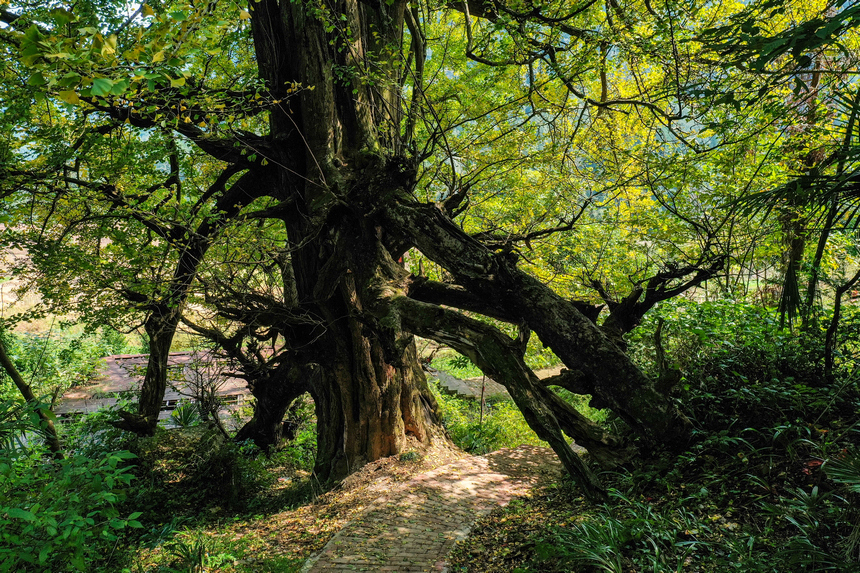 银杏古树。吴先勇摄