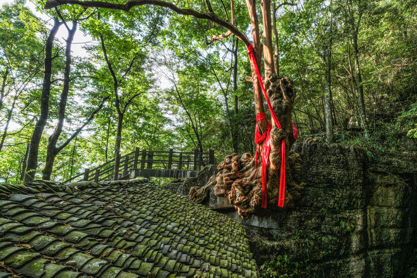 凤冈六里村千年古树 。 李自新摄