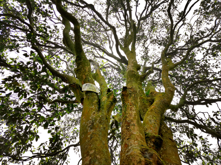 习水县古树茶。 罗利飞摄