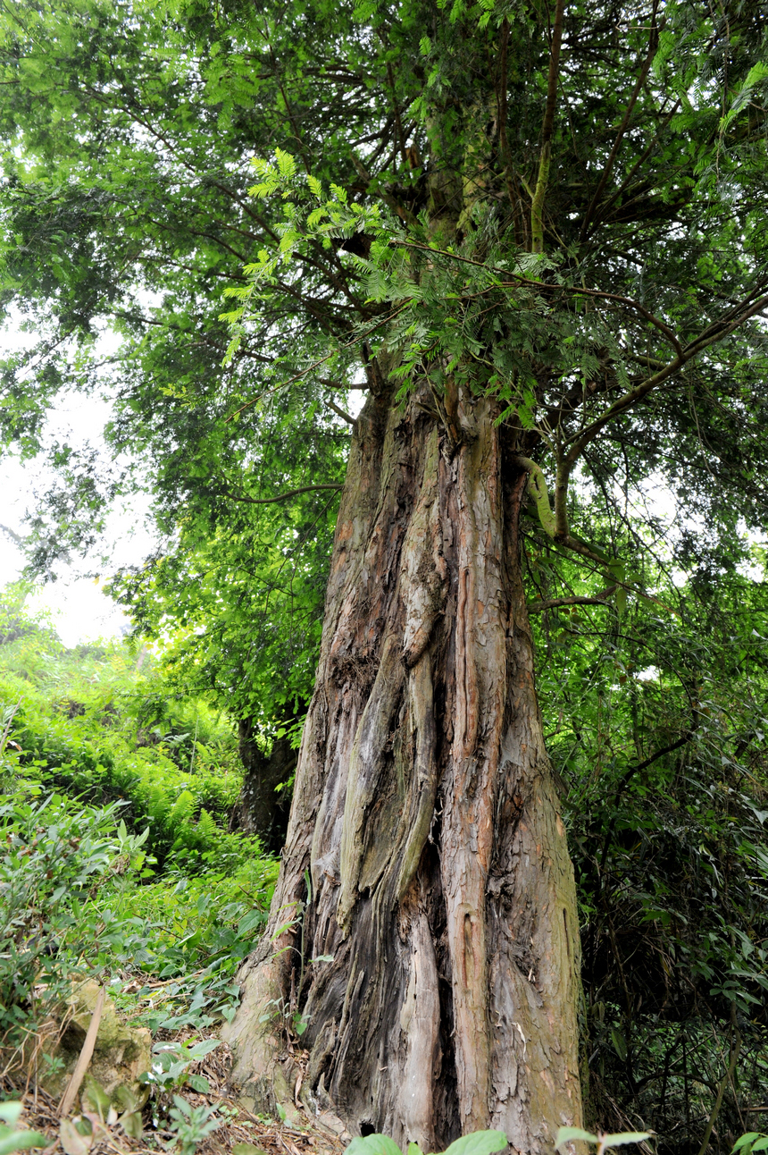 国家一级保护红豆杉树。毛道安摄