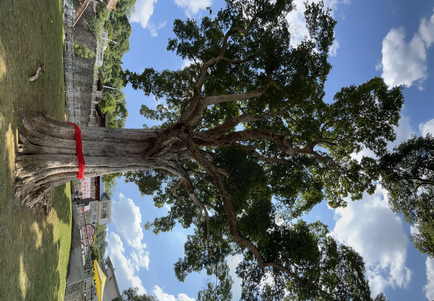 思南县境内中国最大古楠木，树龄约1300多年。代忠迪摄 