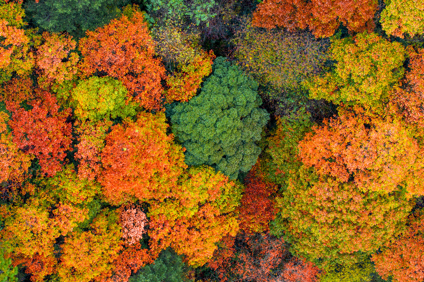 山花浪漫。貴州省林業局供圖