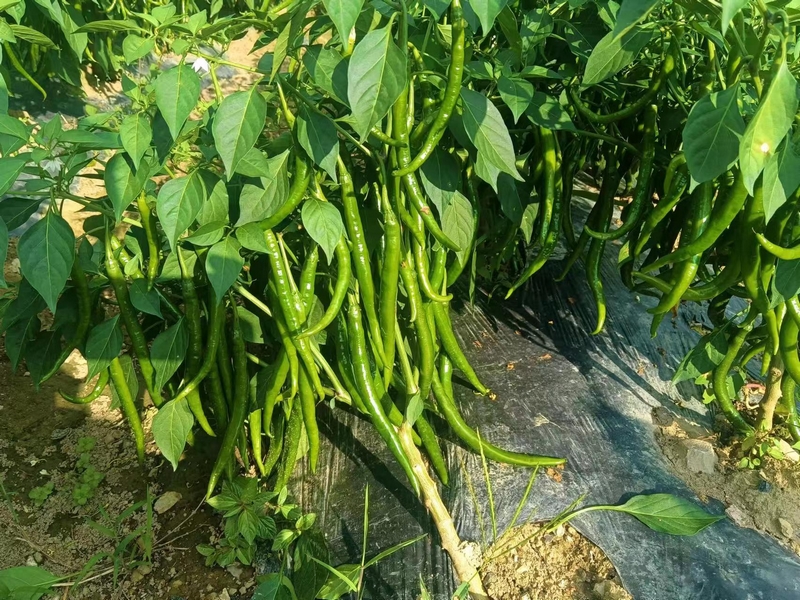 辣椒挂枝情况.jpg