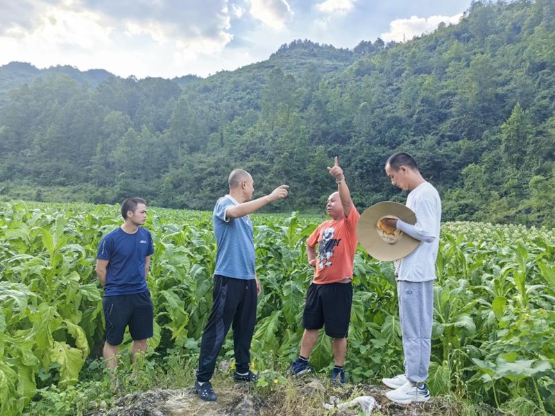 毛队长查看黑叶猴损坏农作物情况。