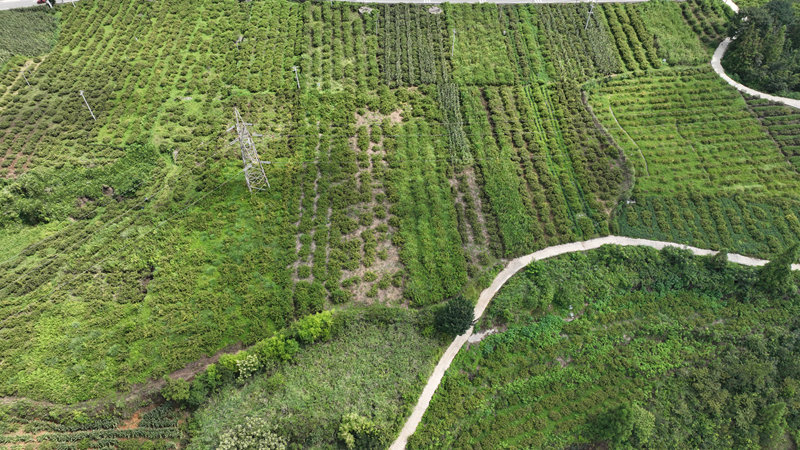 洗马镇台上村刺梨种植基地。